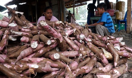 Pengrajin mengupas kulit ubi kayu sebelum digoreng menjadi produk keripik ubi di sentra pengrajin kweipiki, Desa Saree, Kecamatan Saree, Kab, Aceh Besar, Aceh. Pemerintah akan mendorong produksi ubi kayu sebagai sumber pangan alternatif.