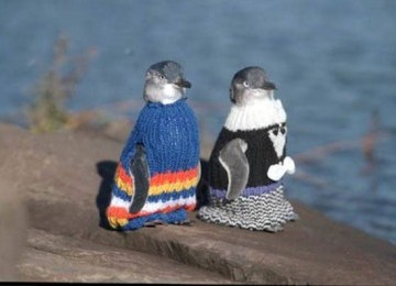 Penguin bersweater