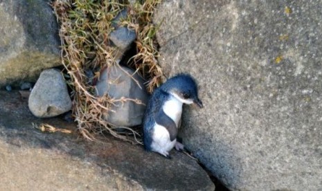 Penguin mati ditemukan seorang warga di kawasan taman nasional Stanley.