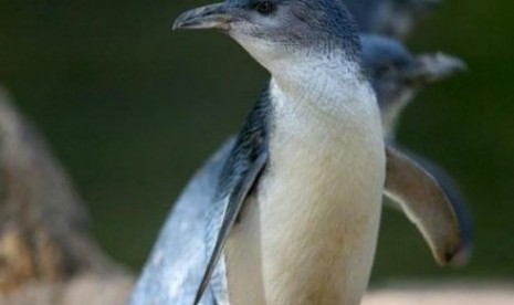 Penguin yang berhasil selamat dari serangan serigala liar telah dipindahkan ke kandang yang lebih aman. 