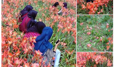 Pengunjung berfoto yang dinilai merusak kebun bunga Amaryllis di Gunungkidul