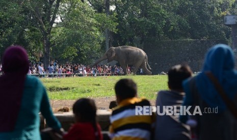 Pengunjung berinteraksi dengan Gajah Sumatera di Kebun Binatang Ragunan, Jakarta, Jumat (8/7).  (Republika/Raisan Al Farisi)