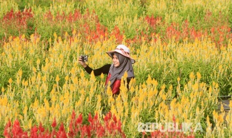 Pengunjung berswafoto di kawasan objek wisata taman bunga celocia garden di Desa Alue Pit, Kecamatan Panga, Aceh Jaya, Aceh, Rabu (2/1/2019).