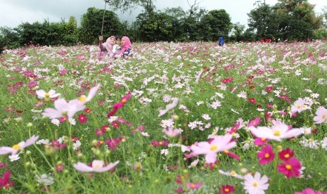 Pengunjung berswafoto di tengah taman bunga berjenis Coreopsis di Beta Agrowisata, Rejang Lebong, Bengkulu. Dinas Pariwisata (Dispar) Kabupaten Rejang Lebong, Provinsi Bengkulu, saat ini tengah menggandeng komunitas seni dan budaya lokal dalam upaya pengembangan desa wisata yang ada di wilayah itu (ilustrasi).