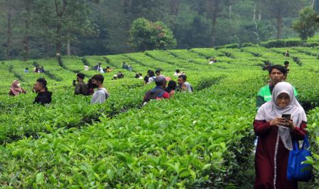 Pengunjung berwisata di kebun teh Gunung Mas, Puncak, Kabupaten Bogor, Jawa Barat.