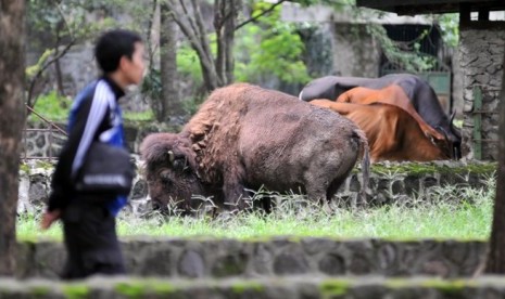 Pengunjung Kebun Binatang Surabaya