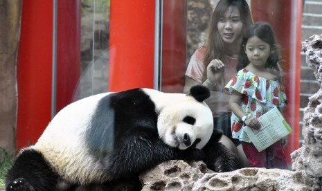 Pengunjung melihat Giant Panda jantan Cai Tao saat penyerahan Giant Panda Global Award di Istana Panda Indonesia, TSI, Cisarua, Kabupaten Bogor, Jawa Barat, Sabtu (28/7).