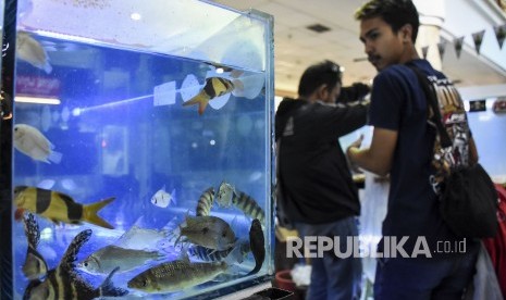 Pameran ikan hias. Sejak ada wabah corona, permintaan ikan hias tropis Jambi dari China menurun drastis.