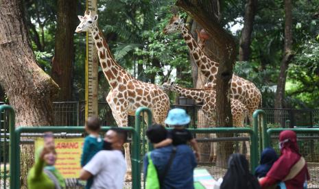 Pengunjung melihat jerapah di Taman Margasatwa Ragunan, Jakarta, Sabtu (25/12/2021). Pengunjung Ragunan diminta menerapkan prokes dan mendaftar daring sebelum datang. 