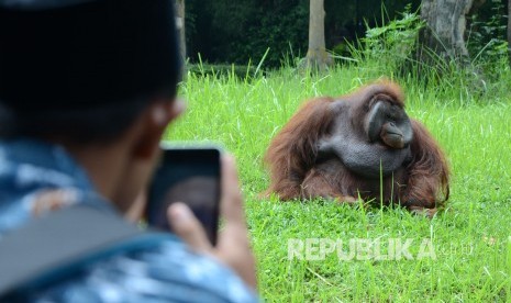 Visitor sees orang-utan named Ozon whose video went viral in social media while smoking cigarette at Bandung zoo, West Java, on Thursday (March 8).