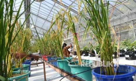 Pengunjung melihat tanaman padi yang tengah dikembangkan di rumah kaca Petrokimia Gresik saat pembukaan Petro Agrifood Expo 2019, Gresik, Jawa Timur, Jumat (12/7/2019). 