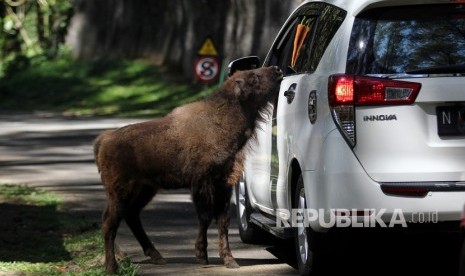 Pengunjung memberi makan anak bison dari Amerika (Bison bison) bernama Tiras di Taman Safari Prigen, Pasuruan, Jawa Timur, Senin (17/6/2019).