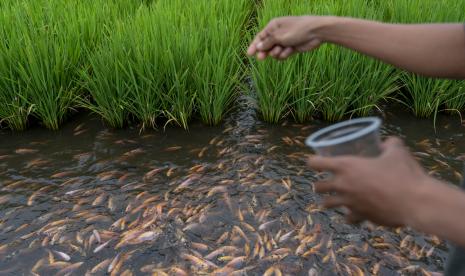 Pengunjung memberi makan ikan di obyek wisata minapadi Samberembe, Candi Binangun, Pakem, Sleman, DI Yogyakarta, Minggu (24/1/2021). Pengembangan area pertanian sistem minapadi dengan fasilitas gazebo dan talud saluran irigasi tersebut menjadi alternatif wisata edukasi di Kabupaten Sleman.