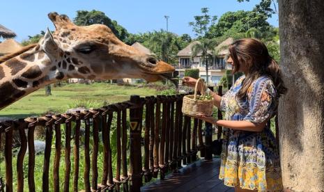 Pengunjung memberi makan jerapah di Taman Safari Bali, Kabupaten Gianyar.