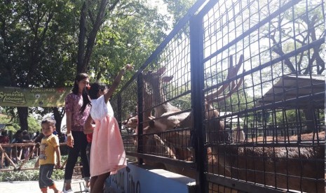 Pengunjung memberi makan rusa di Kebun Binatang Surabaya.