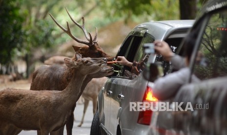   Pengunjung memberi makan satwa di Taman Safari Indonesia, Bogor.