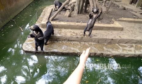  Pengunjung memberi makanan kepada beruang madu di Kebun Binatang Bandung, Jalan Tamansari, Kota Bandung, Kamis (19/1).