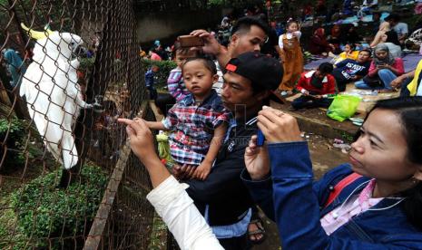 Pengunjung memberikan makan burung Kakatua di kebun binatang Bandung, Selasa (29/7).