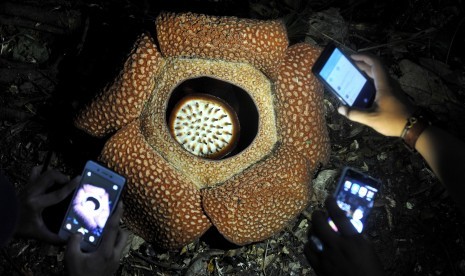 Pengunjung memotret bunga Rafflesia arnoldii yang mekar di habitat alaminya di Taman Nasional Bukit Daun, Bengkulu Tengah, Bengkulu, Minggu (9/10). 