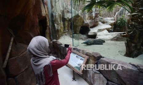 Pengunjung memotret komodo di Taman Safari Indonesia, Bogor, Jawa Barat.