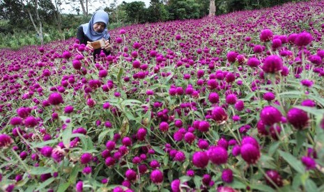 Objek Wisata Rejang Lebong Butuh Jaringan Internet. Pengunjung mengabadikan foto bunga kancing (Gomphrena globosa) di Beta Agrowisata, Rejang Lebong, Bengkulu, Rabu (12/4).