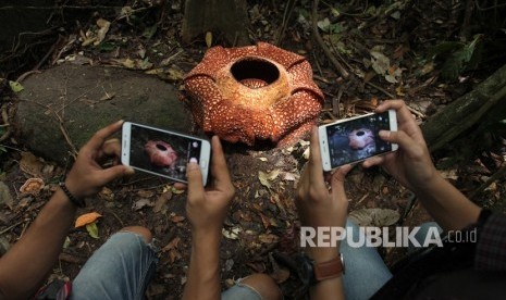 Pengunjung mengabadikan momen mekarnya Bunga Rafflesia Arnoldi dengan kelopak tujuh di habitat Rafflesia Padang Guci, Kaur, Bengkulu, Rabu (17/1). 