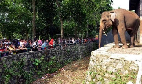   Pengunjung mengamati gajah saat berlibur di Taman Margasatwa Ragunan (TMR), Jakarta Selatan, Jumat (9/8). (Republika/Agung Supriyanto)