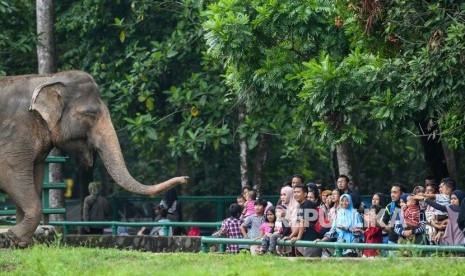 Pengunjung mengamati Gajah Sumatera (Elephas maximus sumatranus) saat berlibur di Taman Margasatwa Ragunan, Jakarta, Rabu (25/12/2019). (Antara/Galih Pradipta)