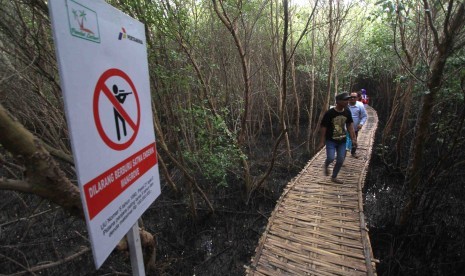 Pengunjung menikmati suasana hutan mangrove di ekowisata mangrove Karangsong, Indramayu, Jawa Barat, Kamis (24/12). Ekowisata mangrove Karangsong menjadi tujuan wisata baru yang menyuguhkan wawasan tentang ekosistem mangrove kepada para pengunjung.