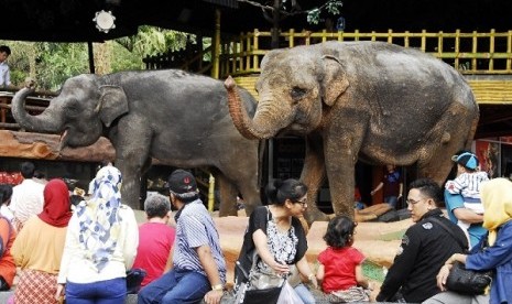 Pengunjung menyaksikan atraksi gajah di arena rekreasi Taman Safari Indonesia (TSI) Cisarua, Bogor, Jabar