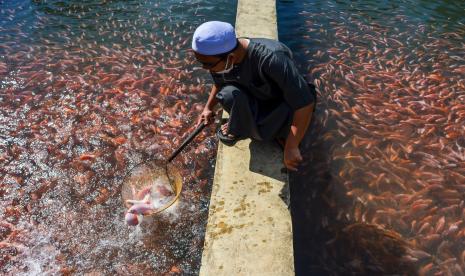 Pengurus pesantren memberikan pakan ikan di lahan pertanian Ponpes Idrisiyyah, Kabupaten Tasikmalaya, Jawa Barat.