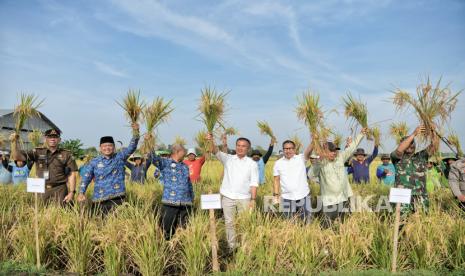 Penjabat Gubernur Jabar Bey Machmudin saat panen raya di Kecamatan Tukdana, Kabupaten Indramayu, Senin (18/11/2024). 