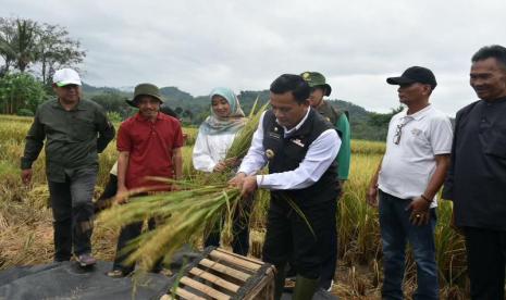 Penjabat (Pj) Bupati Majalengka Dedi Supandi panen raya