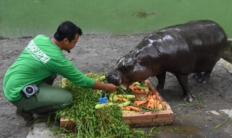 Penjaga hewan (Animal Keeper) memberi makan kepada kuda nil kerdil (Pygmy Hippopotamus) bernama Devi yang berulang tahun ke-32, di kandang peraga Kebun Binatang Surabaya (KBS) Jawa Timur, Rabu (15/3).