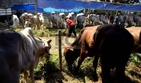 Penjaga memberikan rumput ke bsejumlah sapi qurban di Berlan, Matraman, Jakarta, Ahad (6/9).