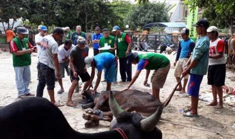 Penjagal hewan memberikan teknik tepat merobohkan sapi kurban sebelum dipotong agar sapinya stres di Masjid Baiturrahman, Bandar Lampung, Rabu (22/8).