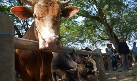 Penjual sapi melakukan aktivitas di Pasar Hewan Kota Madiun, Jawa Timur, Jumat (11/8). 