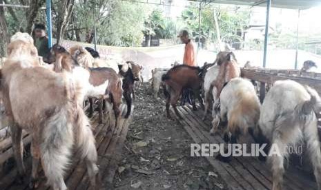   Kanit Binmas Polsek Sukun, Polresta Malang Kota (Makota), Ipda Dian Widhiastuti mengatakan, saat ini wabah Penyakit Mulut dan Kuku (PMK) pada hewan ternak masih terjadi di beberapa daerah di Indonesia.  Tampak penjualan hewan kurban di Kota Malang.