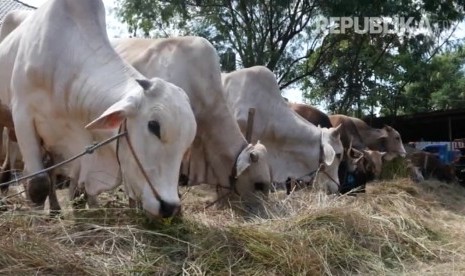 Penjualan hewan kurban (sapi) di Kawasan Pejataen, Jakarta Selatan, Senin (28/8).