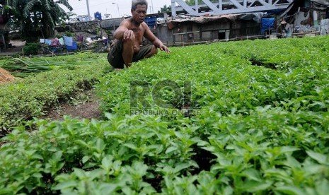 Penjualan petani sayur mengalami penurunan penjualan yang cukup signifikan karena rusak pasca terendam banjir.