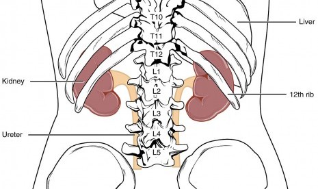 Download 62 Koleksi Gambar Ginjal Yang Gampang Paling Bagus Gratis HD