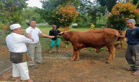 Penyaluran hewan kurban. Pemprov DKI mulai memeriksa kesehatan hewan kurban untuk Idul Adha.