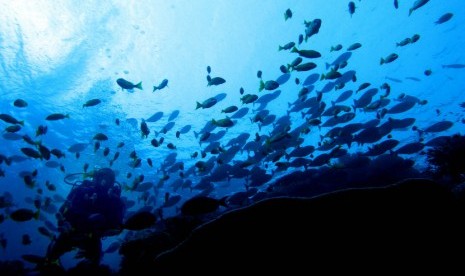 Penyelam mengamati berbagai ikan di kawasan Waiwo, Raja Ampat, Papua Barat.