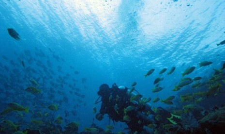 Penyelam mengamati berbagai ikan di kawasan Waiwo, Raja Ampat, Papua Barat, Jumat (1/6). Dengan terumbu karang terlengkap di dunia, pesona bawah laut Raja Ampat merupakan daya tarik utama wisatawan dalam dan luar negeri. Dari 537 jenis karang dunia, 75 per