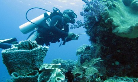  Penyelam mengamati berbagai jenis terumbu karang dan tanaman bawah laut di kawasan Waiwo, Raja Ampat, Papua Barat, Jumat (1/6). (Rosa Panggabean/Antara)