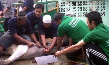 Penyembelihan hewan kurban di Masjid At-Taqwa, Vila Regensi Tangerang II, Pasar Kemis, Tangerang, Sabtu (27/10).