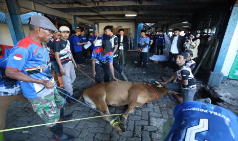 Penyembelihan hewan kurban di Unisba