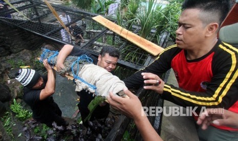 Penyerahan Satwa Dilindungi. Petugas Balai Besar Konservasi Sumber Daya Alam (BBKSDA) mengevakuasi buaya muara di tempat wisata Tirtania Water Park, Kota Bogor, Jawa Barat, Jumat (22/2/2019).