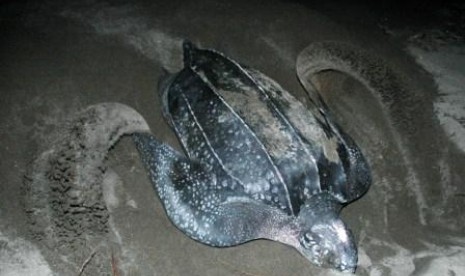 Penyu belimbing (Dermochelys Coriacea).