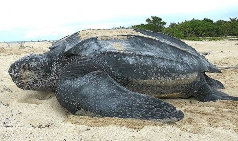 Penyu Belimbing (Leatherback Sea Turtle)